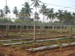 RIDGE GOURD-PANDAL SYSTEM